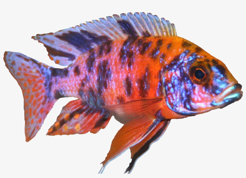 Marmalade Peacock - Exotic Cichlid, transparent png #8990269