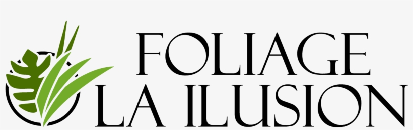 Foliage La Ilusion South America Colombia Farm Wholesale, transparent png #8990300