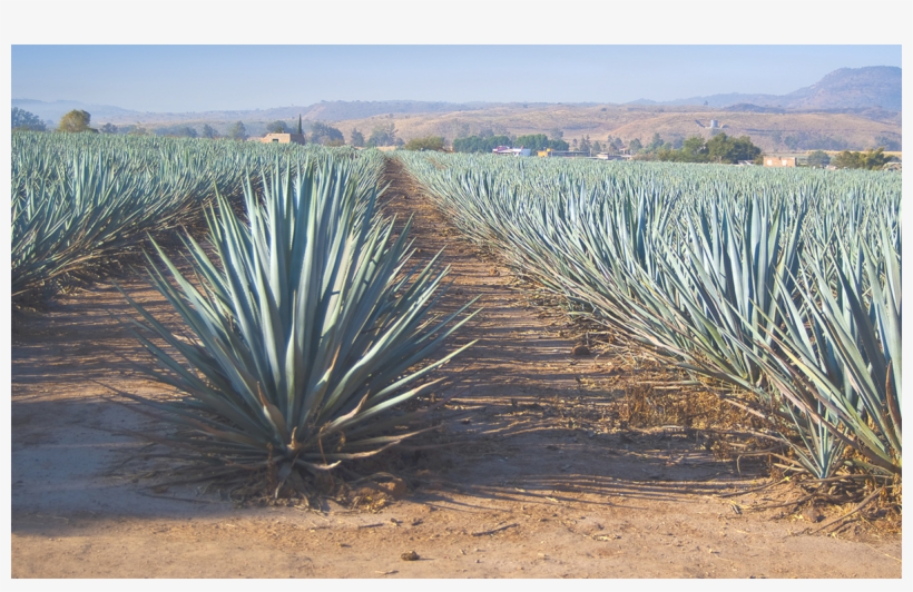 Agaves For Sugars And Fibres - Sembrados De Maguey En Jalisco, transparent png #8991639