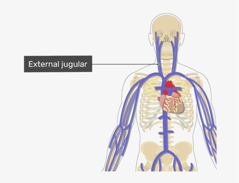 Labelled Image Of The External Jugular Vein - Subclavian Ven, transparent png #8992112