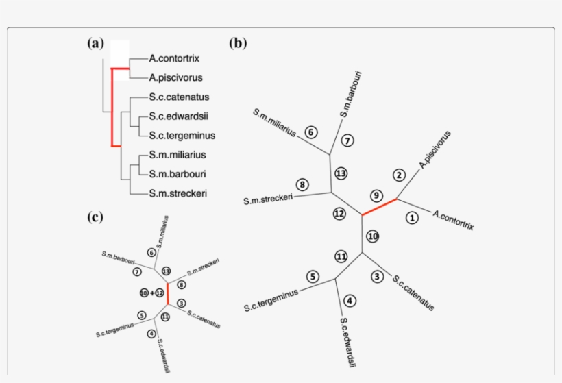 Application Of The Rooting Method To The Rattlesnake - Diagram, transparent png #8993927