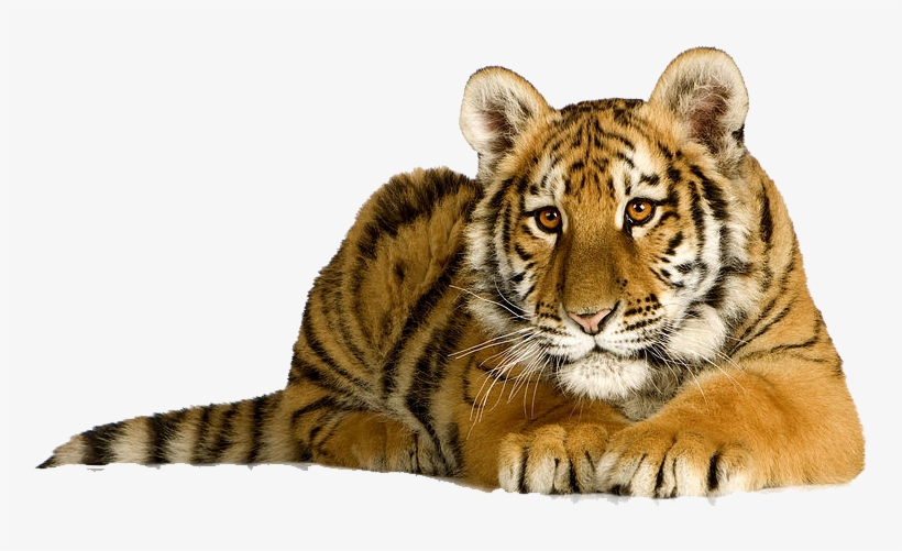 Tiger With White Background, transparent png #8998567