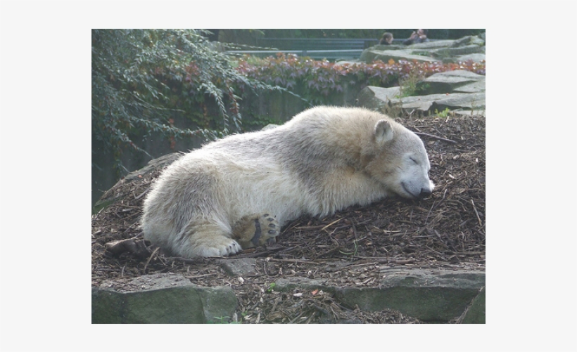 Knut Dead, transparent png #8999237