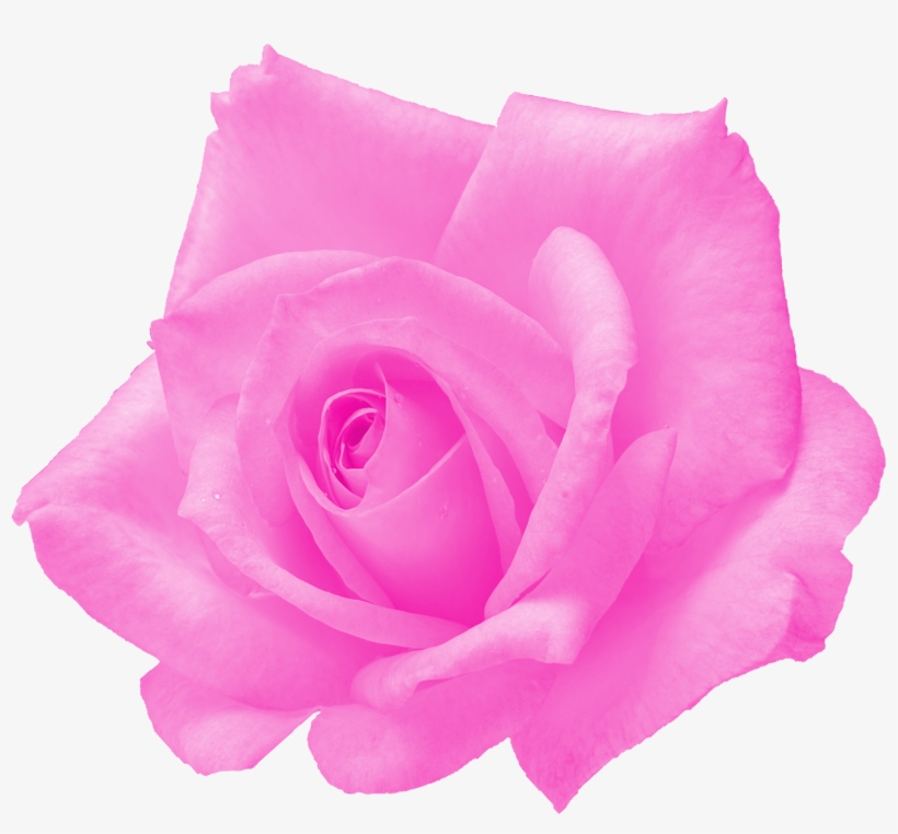 Free Download - Floribunda, transparent png #8999354