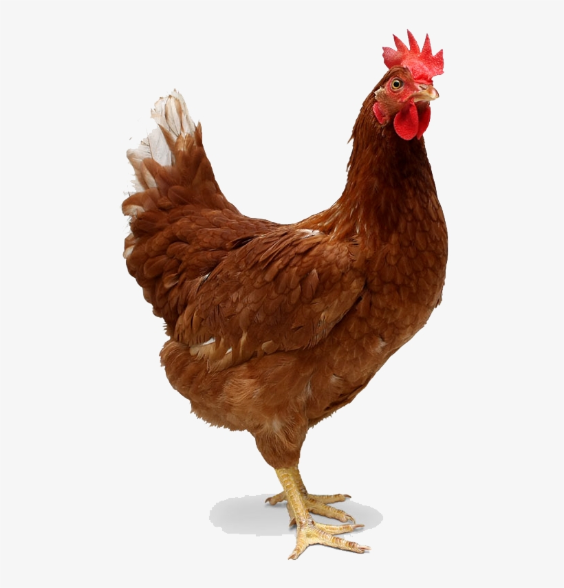 Chicken Transparent Png - Chicken Png, transparent png #90140