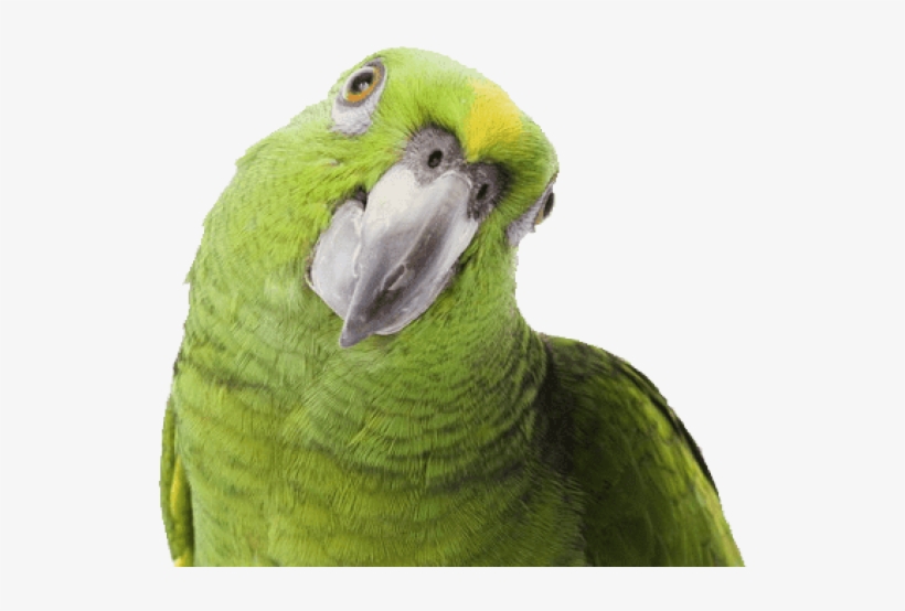 Parrot Png Free Download - Loro Png, transparent png #90278