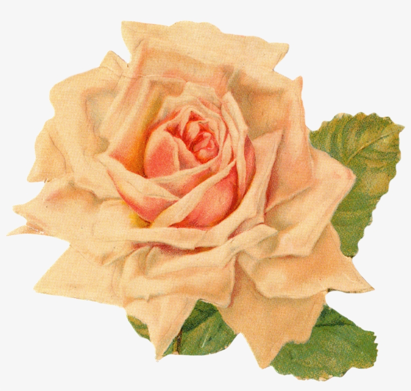 Gorgeus Clipart Orange Flower - Vintage Clip Art Roses Free, transparent png #90402