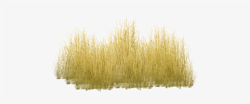 Tall Grass Png Savannah Grass - Yellow Grass Png, transparent png #90472