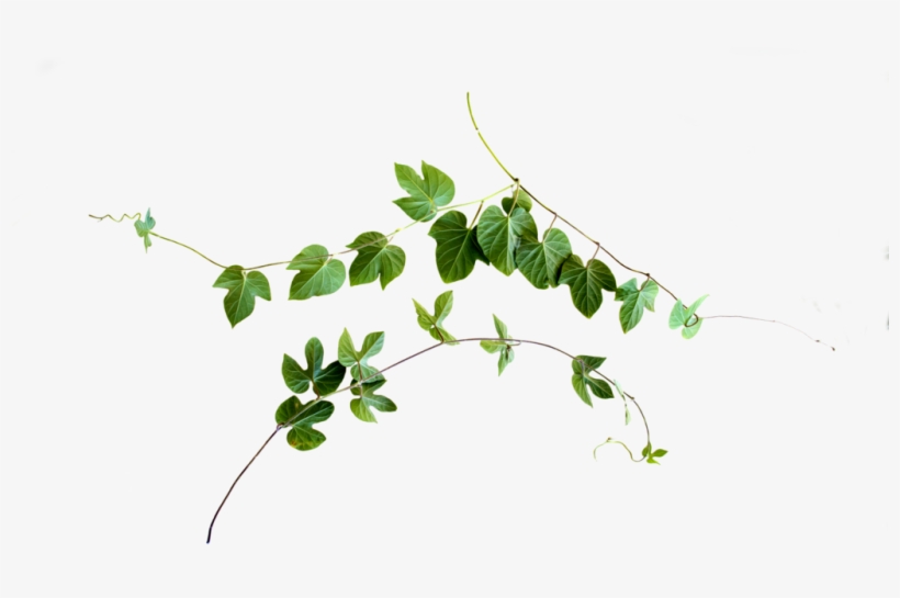 Vine Png Clip Black And White Download - Leaf Vine Png, transparent png #90497