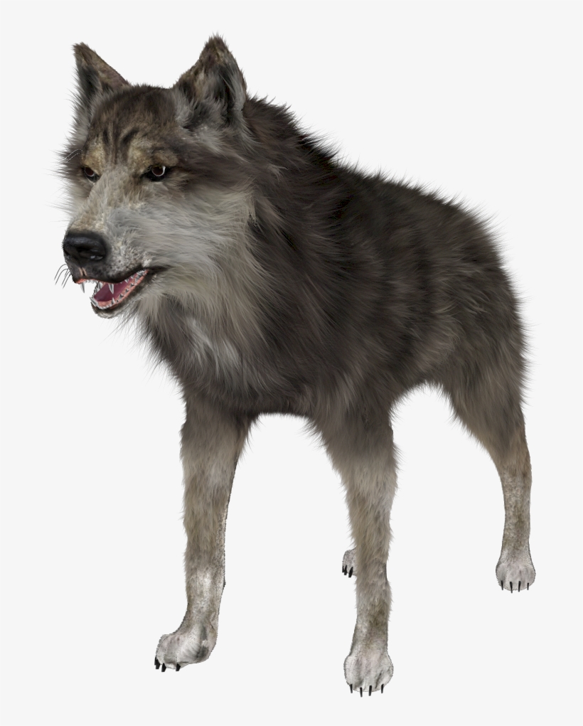 Wolf Png - Wolf Png Hd, transparent png #90690