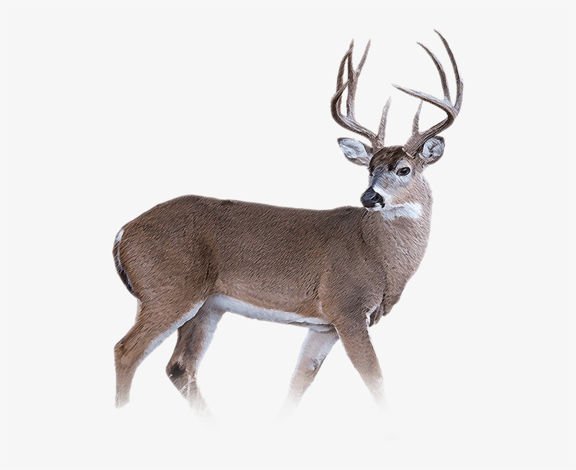 White Tailed Deer Png - Whitetail Deer Png, transparent png #90711
