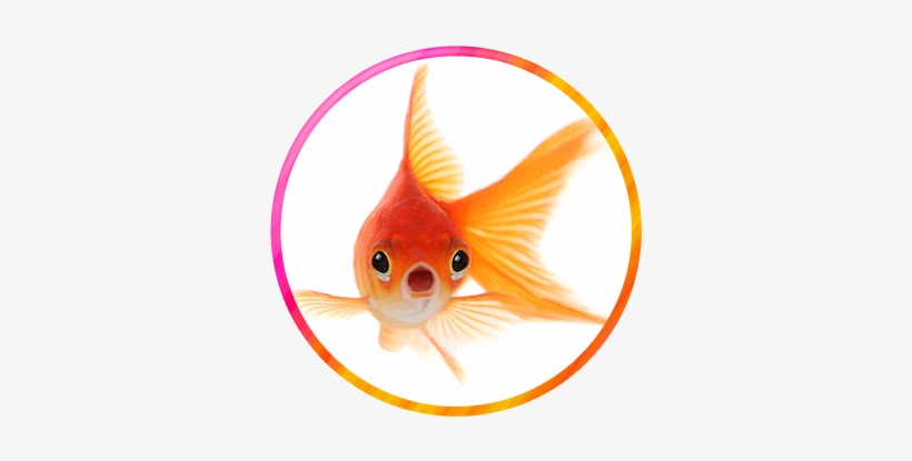 Animal World / Wonderville - Gold Fish Hd Wallpapers 1080p, transparent png #90940