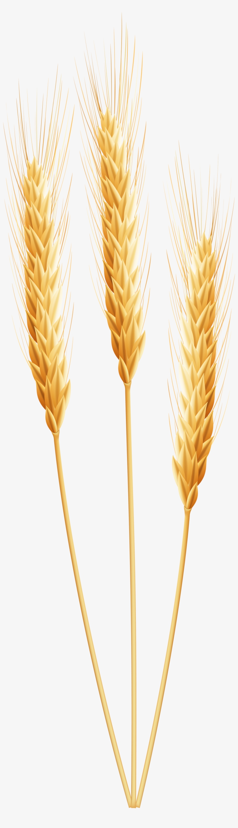 Wheat Transparent, transparent png #91158