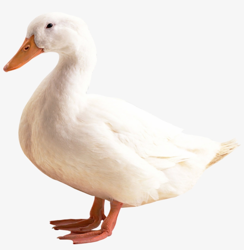 Duck Png Transparent Image - Duck Png, transparent png #91247