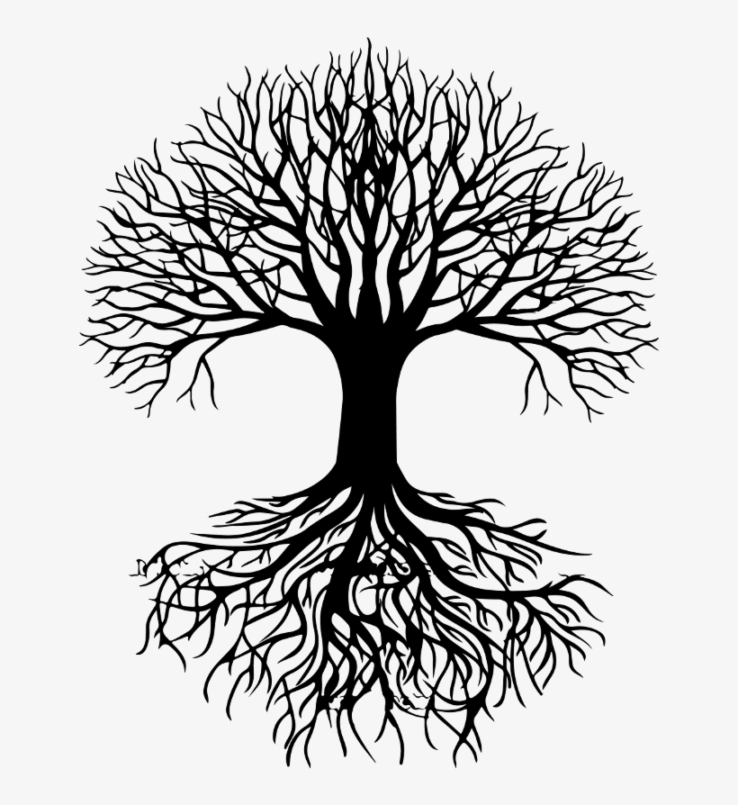 Roots Drawing Oak Tree - Dermo Neuro Modulating: Manual Treatment For Peripheral, transparent png #91471