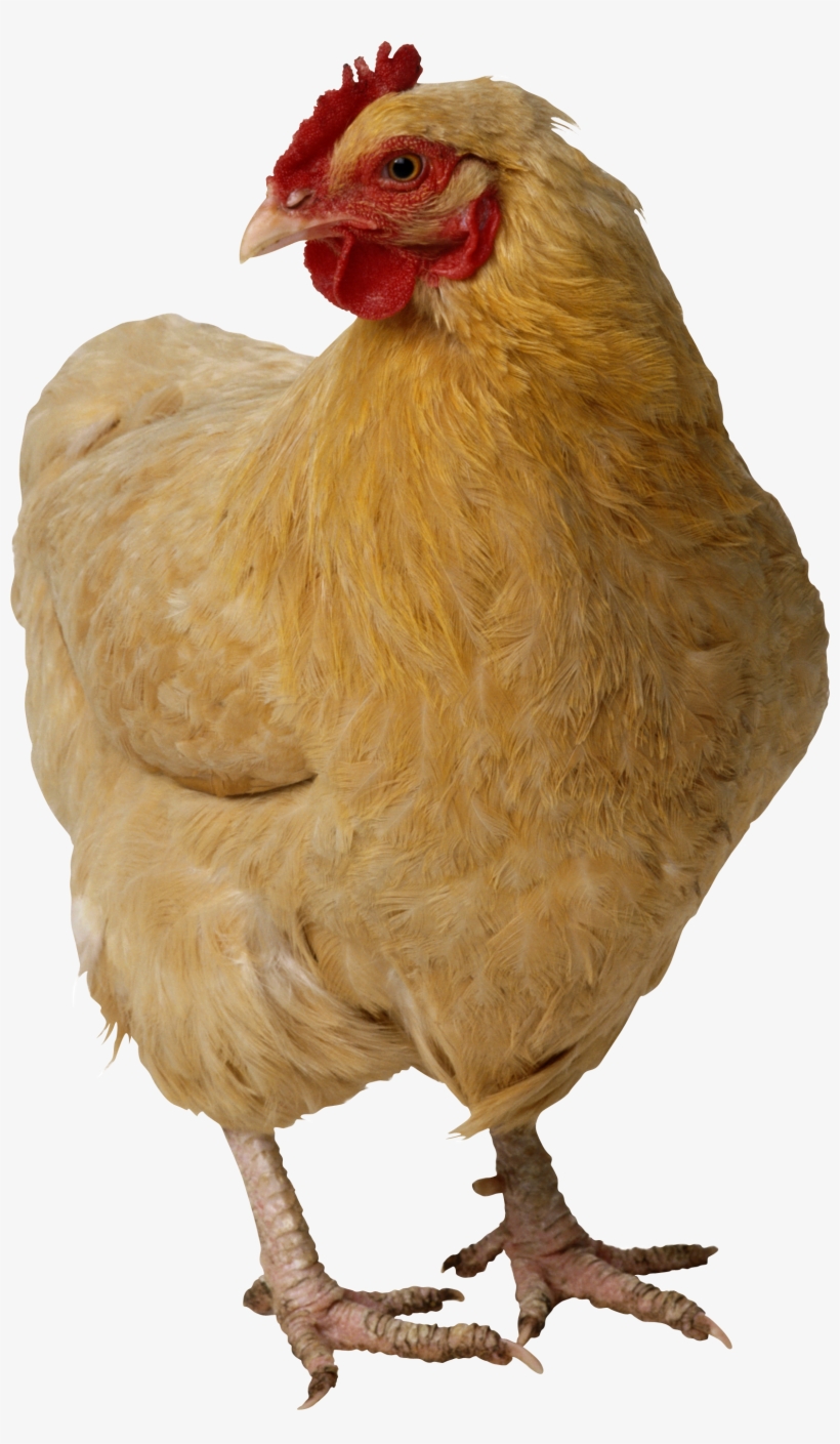 Chicken Twenty, transparent png #91630