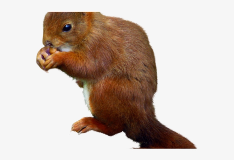 Squirrel Png Transparent Images - Fox Squirrel, transparent png #91724