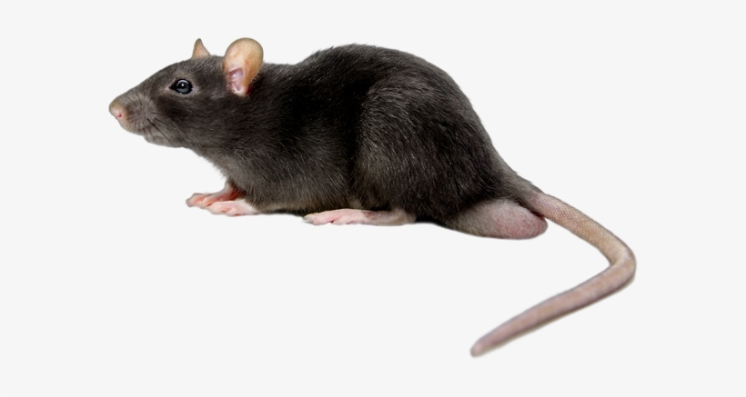 Rat Mouse Black Png - Rat Png, transparent png #91752