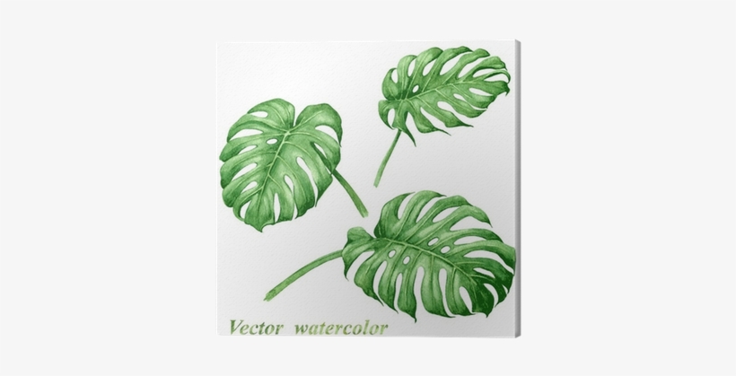 Set Of Watercolor Tropical Plants Leaves - Tropical Leaves Vector Watercolour, transparent png #91781