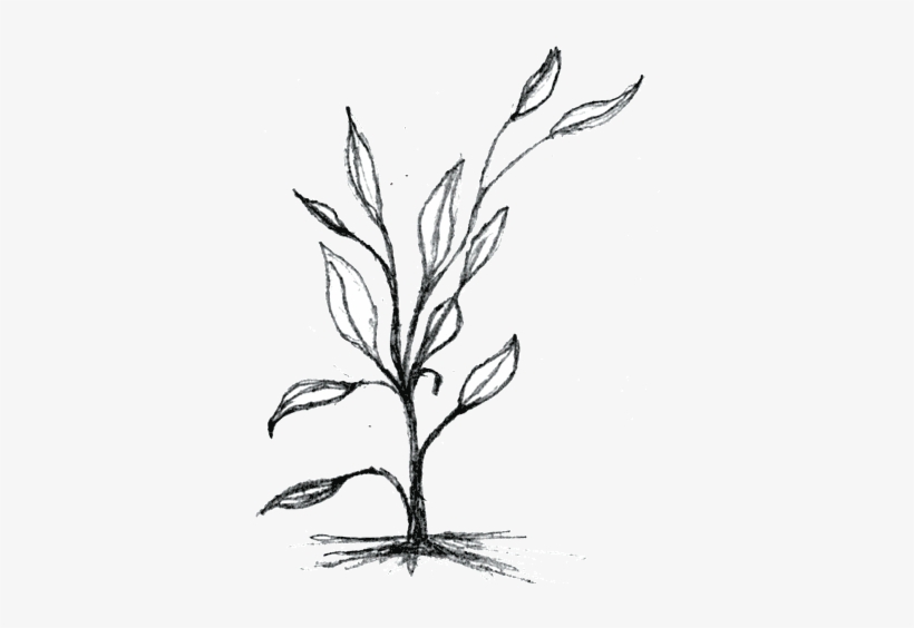 Stalk - Drawing Of Small Plants, transparent png #91875
