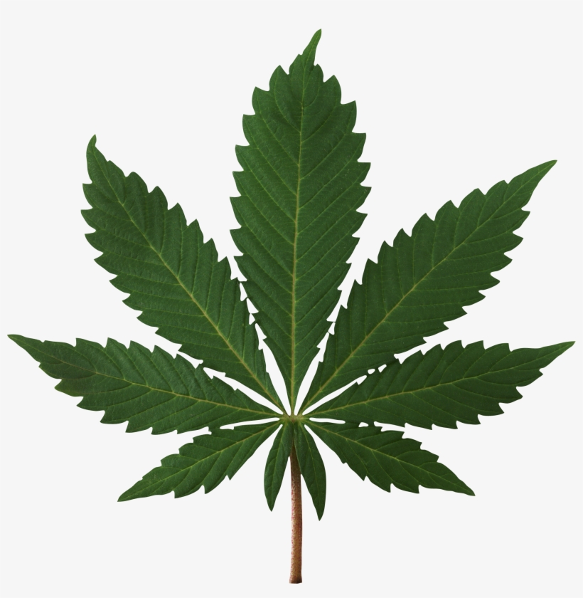 Cannabis Leaf Png Image - Cannabis Png, transparent png #92230