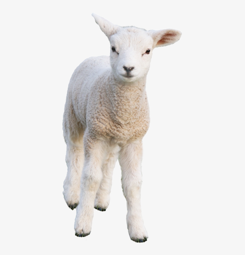 Sheep - Oveja Png, transparent png #92283