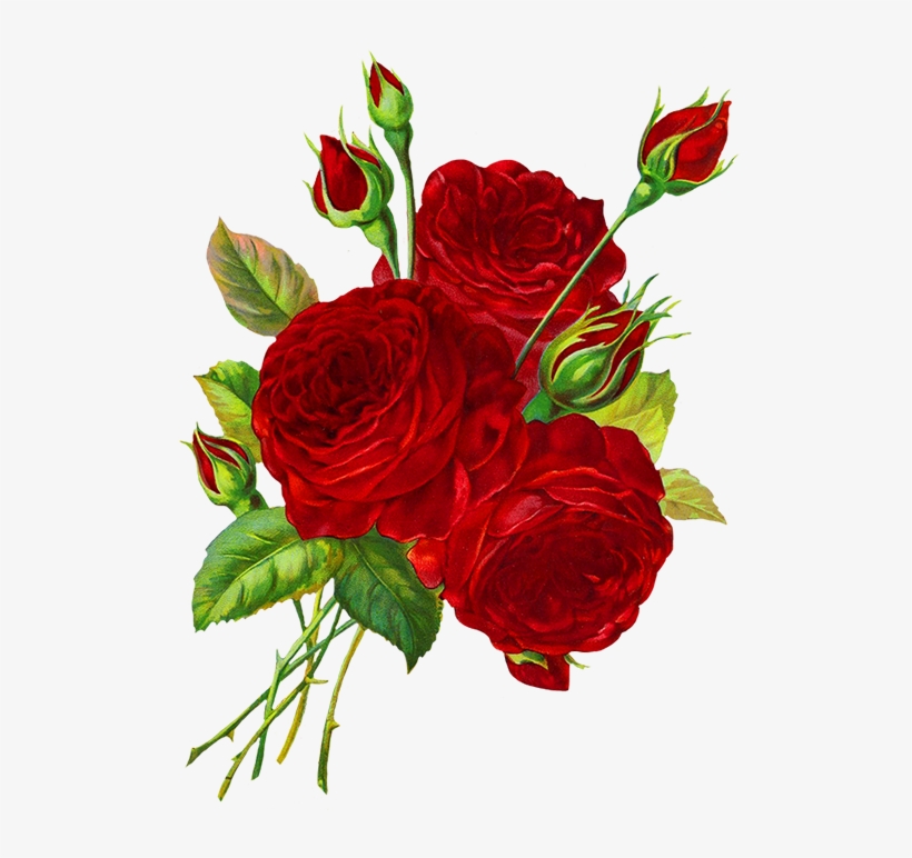 Red Roses Drawing - Roses Red Drawing, transparent png #92385
