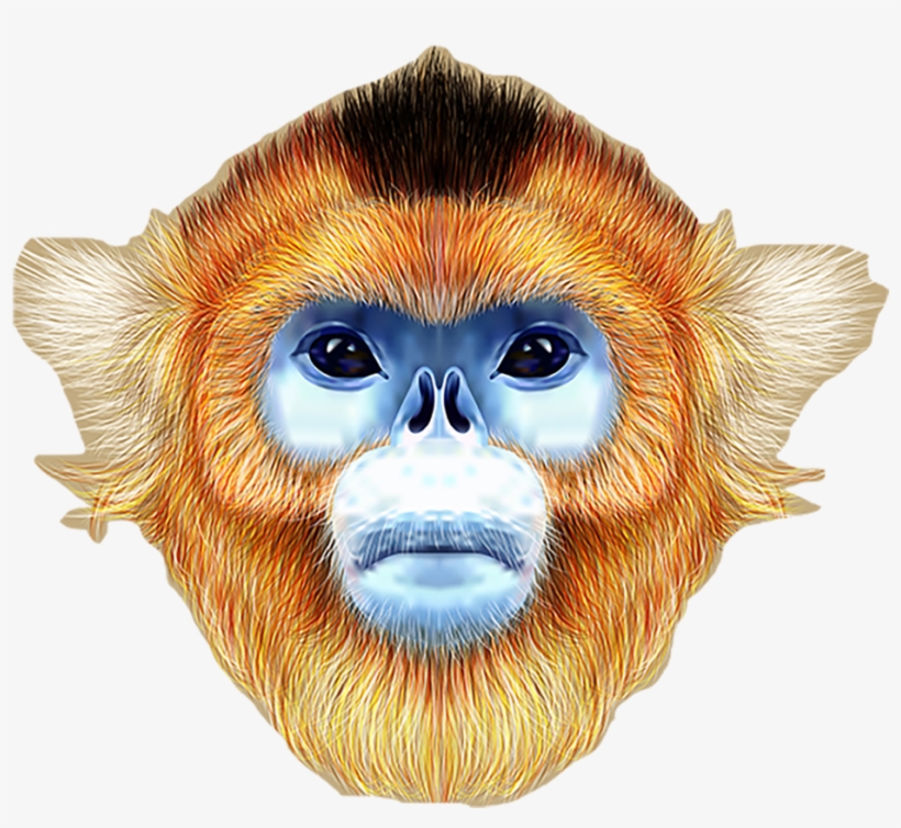 Monkeyface Copy - Golden Snub Nosed Monkeyface, transparent png #92407
