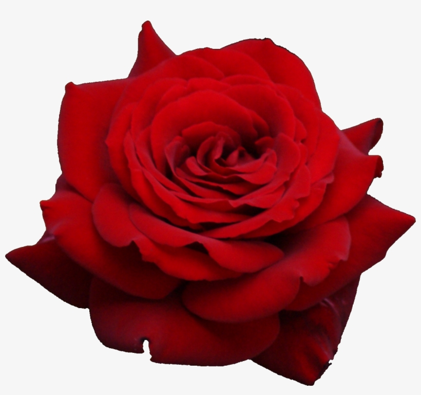 Rose Png Flower Images, transparent png #92663