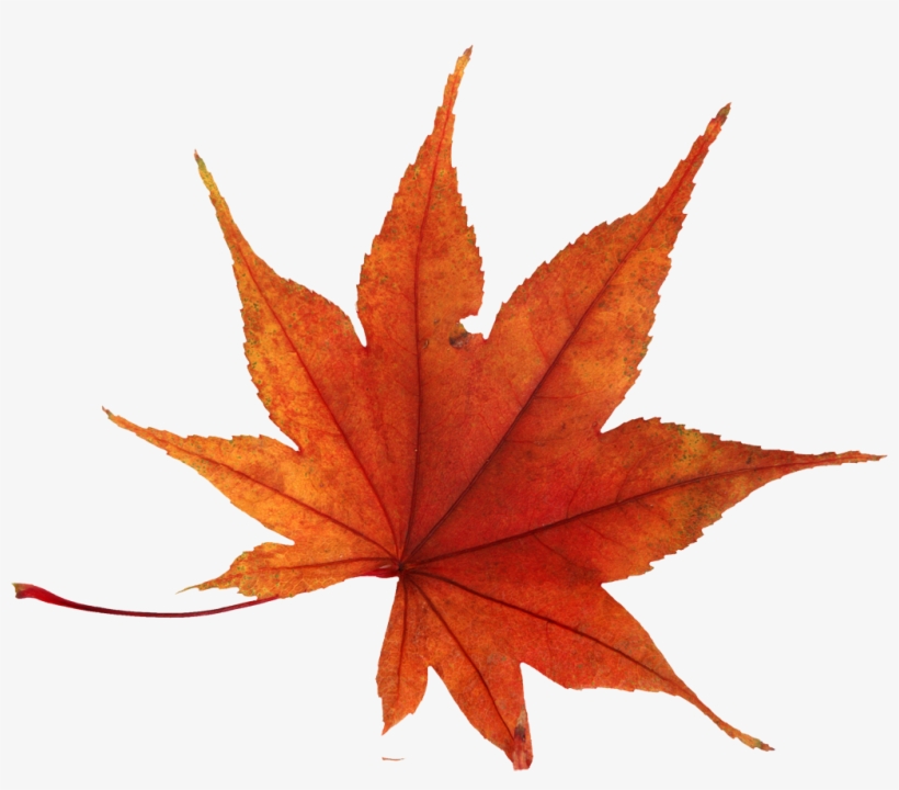 Autumn Png Leaf - Autumn Leaf Leaf Png, transparent png #92803