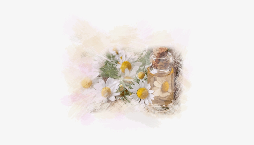Beauty Salon Gloucester - Oxeye Daisy, transparent png #92913