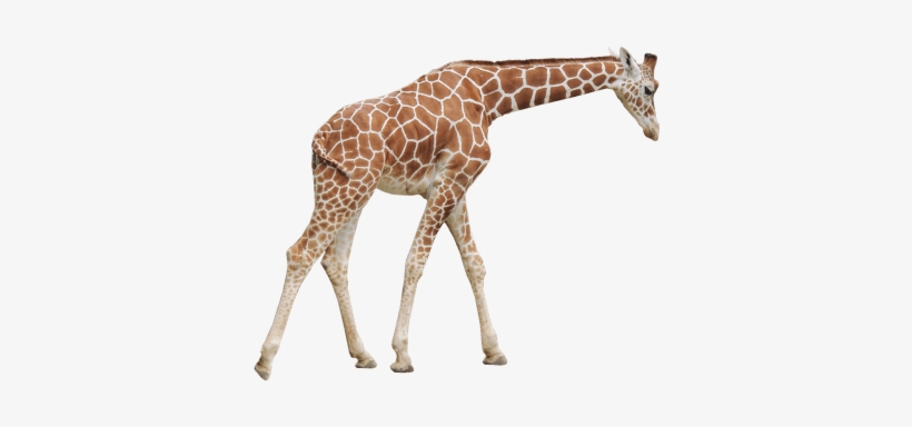 Free Png Giraffe Png Images Transparent - Giraffe Png, transparent png #93044