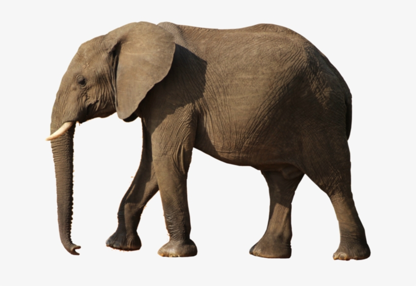 Elephant Png - Elephant, transparent png #93352