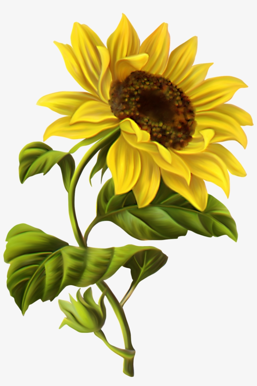 Sunflowers Google Search Pinterest - Sunflower Illustration, transparent png #93393