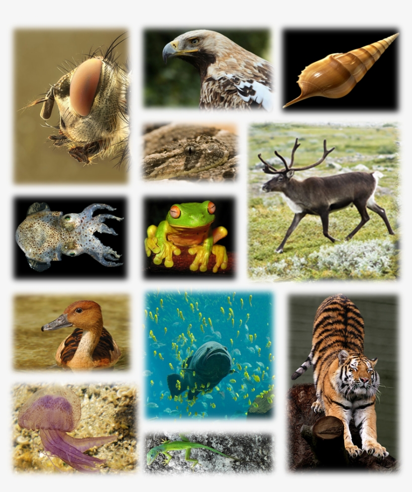 Kingdom Of Animals - Tiger Journal #4: Blank 100 Page Lined Journal For, transparent png #93418