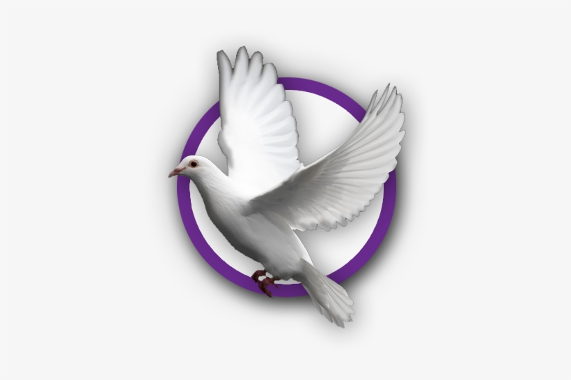 Dove - Stock Dove, transparent png #93598