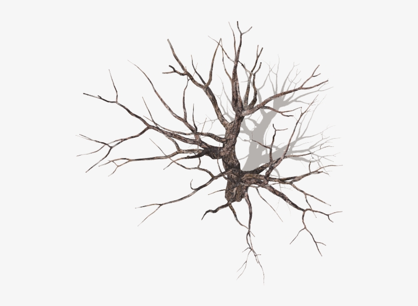 Go To Image - Tree, transparent png #94154