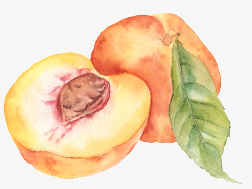 Hand Painted Peach Png Fruit - Персик Png, transparent png #94208