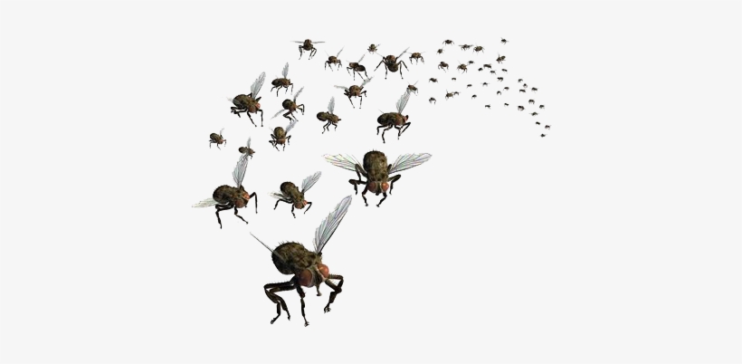 Flies Png Pic - Swarm Of Flies Png, transparent png #94227