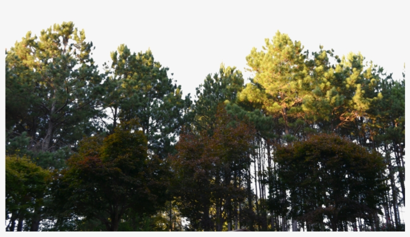 Forest Png Clipart - Forest Png, transparent png #94320