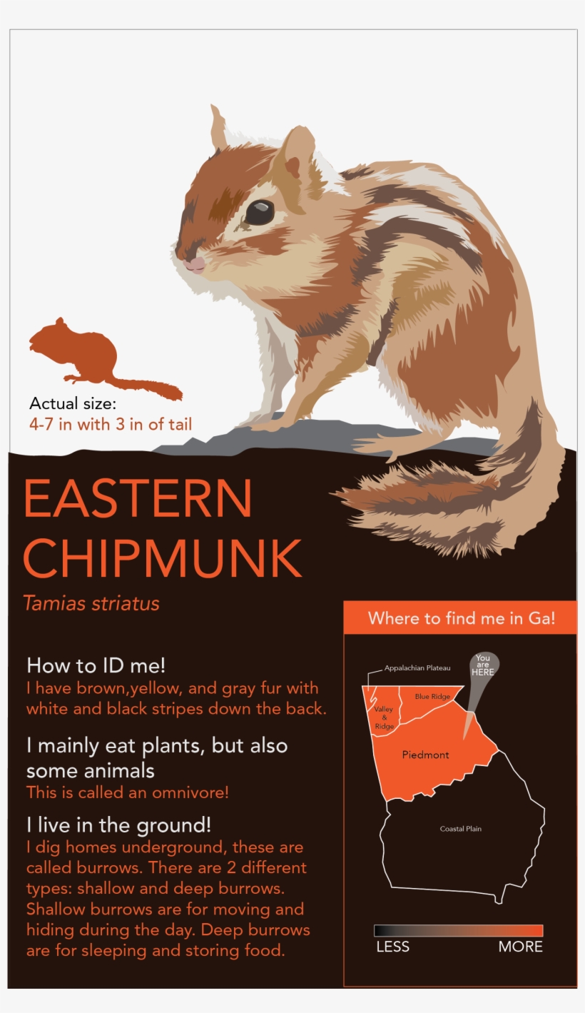 So Depicted Below Are Animals In The Piedmont Region - Organ Mountains Chipmunk, transparent png #94366