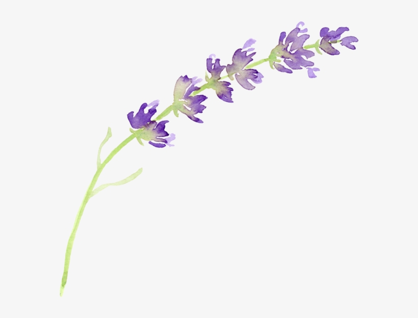 English Lavender Flower Watercolor Painting Clip Art - Lavender Png, transparent png #94476