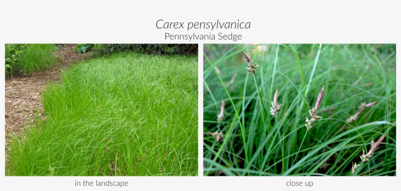 Click Here To See Our Full Carex Collection And Here, transparent png #94515