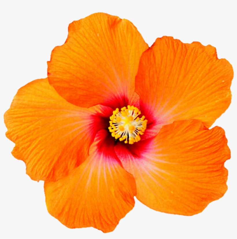 Tropical Orange Hibiscus Png Picture Transparent Stock - Orange Hibiscus Png, transparent png #94541
