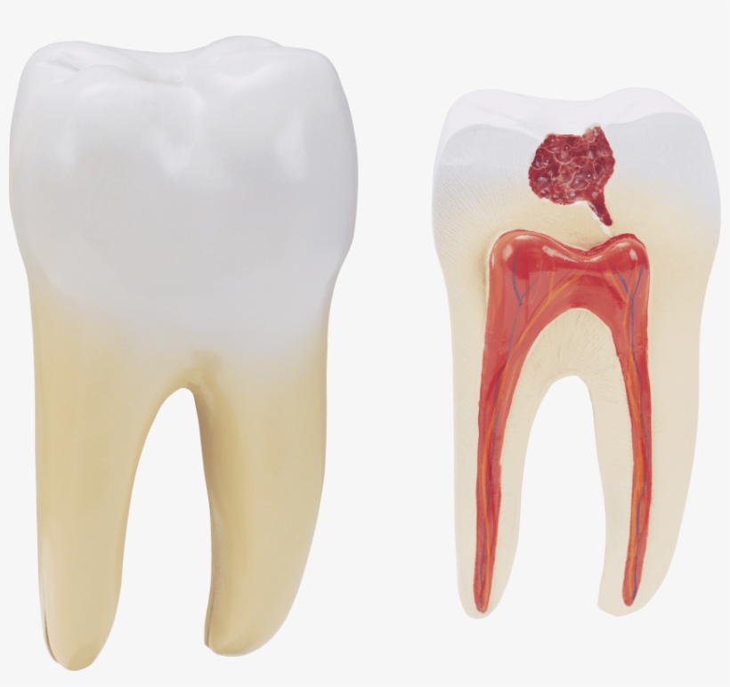 Free Png Teeth Png Images Transparent - Teeth Png, transparent png #94598