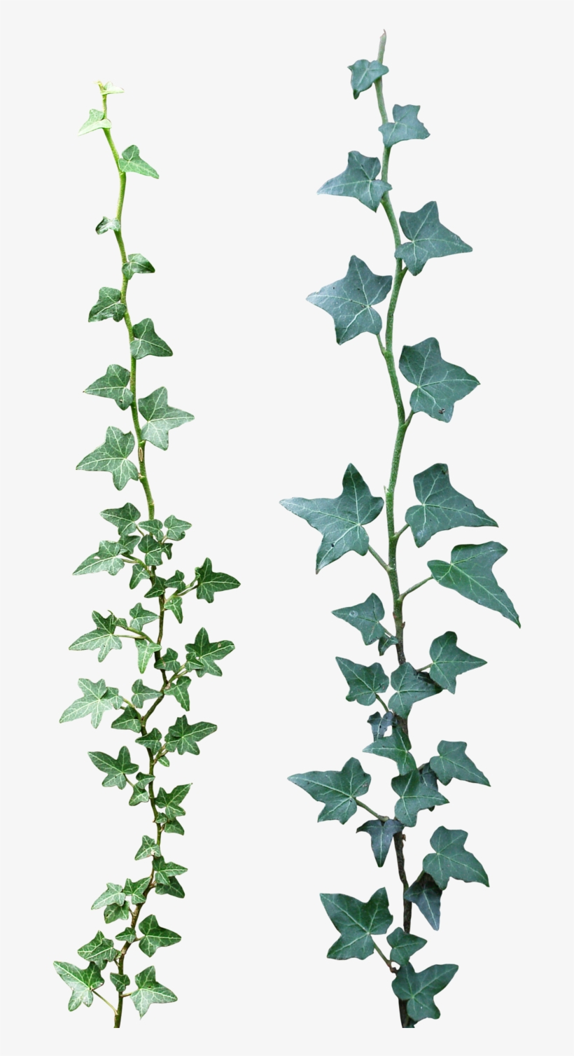 Ivy 03 Png By Gd08 - Portable Network Graphics, transparent png #95042