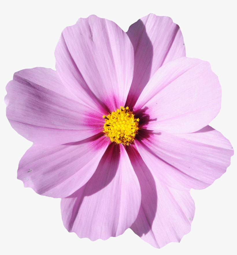 Flowers Png Transparent Blossom Flower Png Transparent - Blossom Flower Png, transparent png #95109