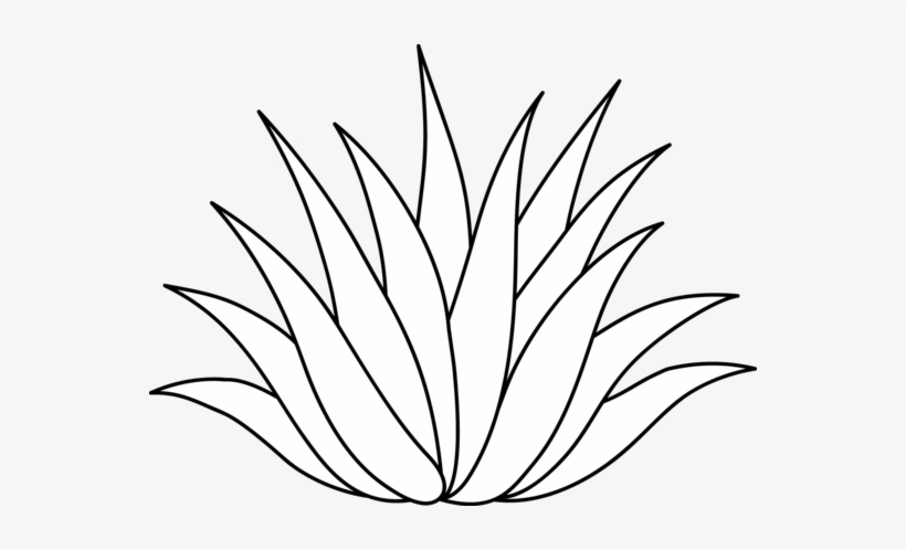 Agave Or Aloe Plant Line Art - Aloe Vera Plant Drawing, transparent png #95376