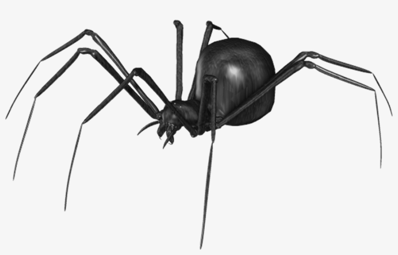 Spider Png Clip Art - Araña Negra Png, transparent png #95425