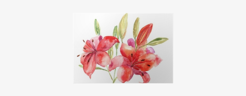 Beautiful Lily Flowers, Watercolor Illustration Poster - Designart - Lily Flowers Illustration - Floral Art, transparent png #95564